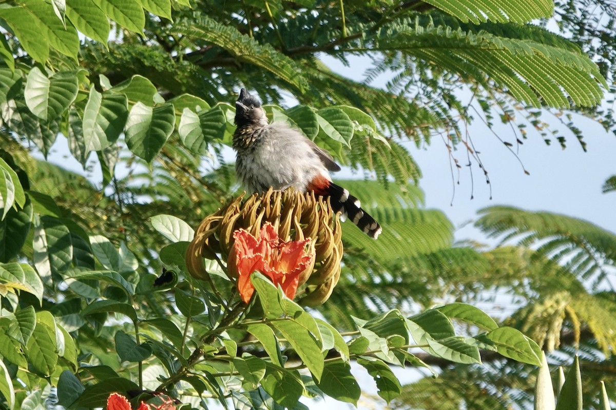 Red-vented Bulbul - ML644694782