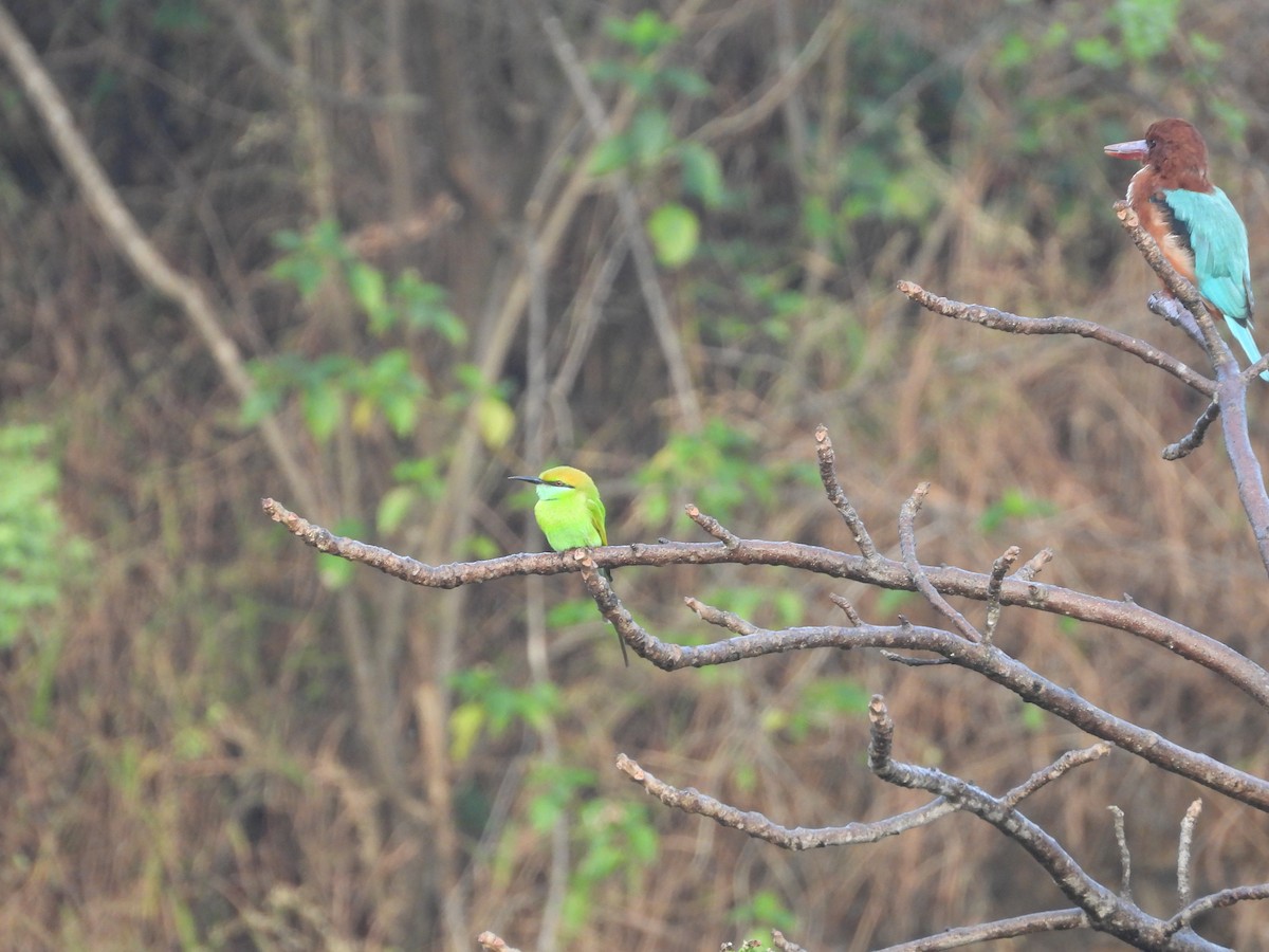 White-throated Kingfisher - ML644694787