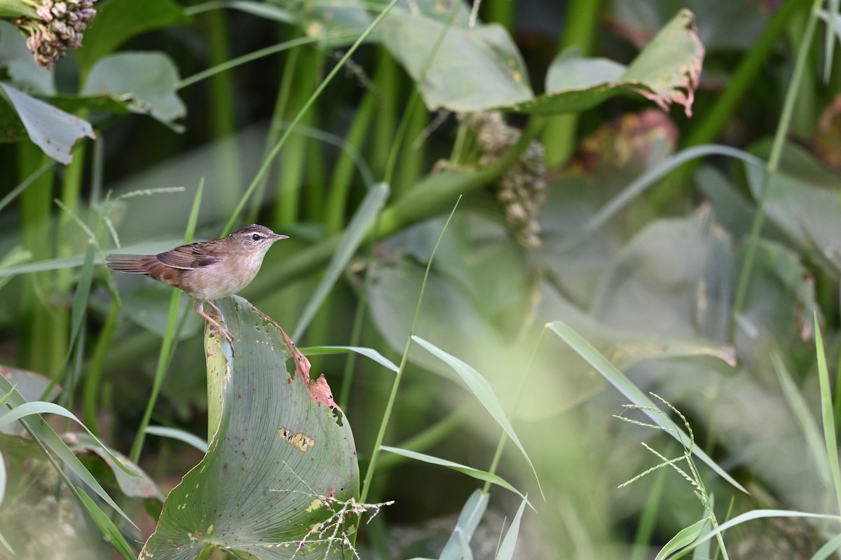 Pallas's Grasshopper Warbler - ML644694794