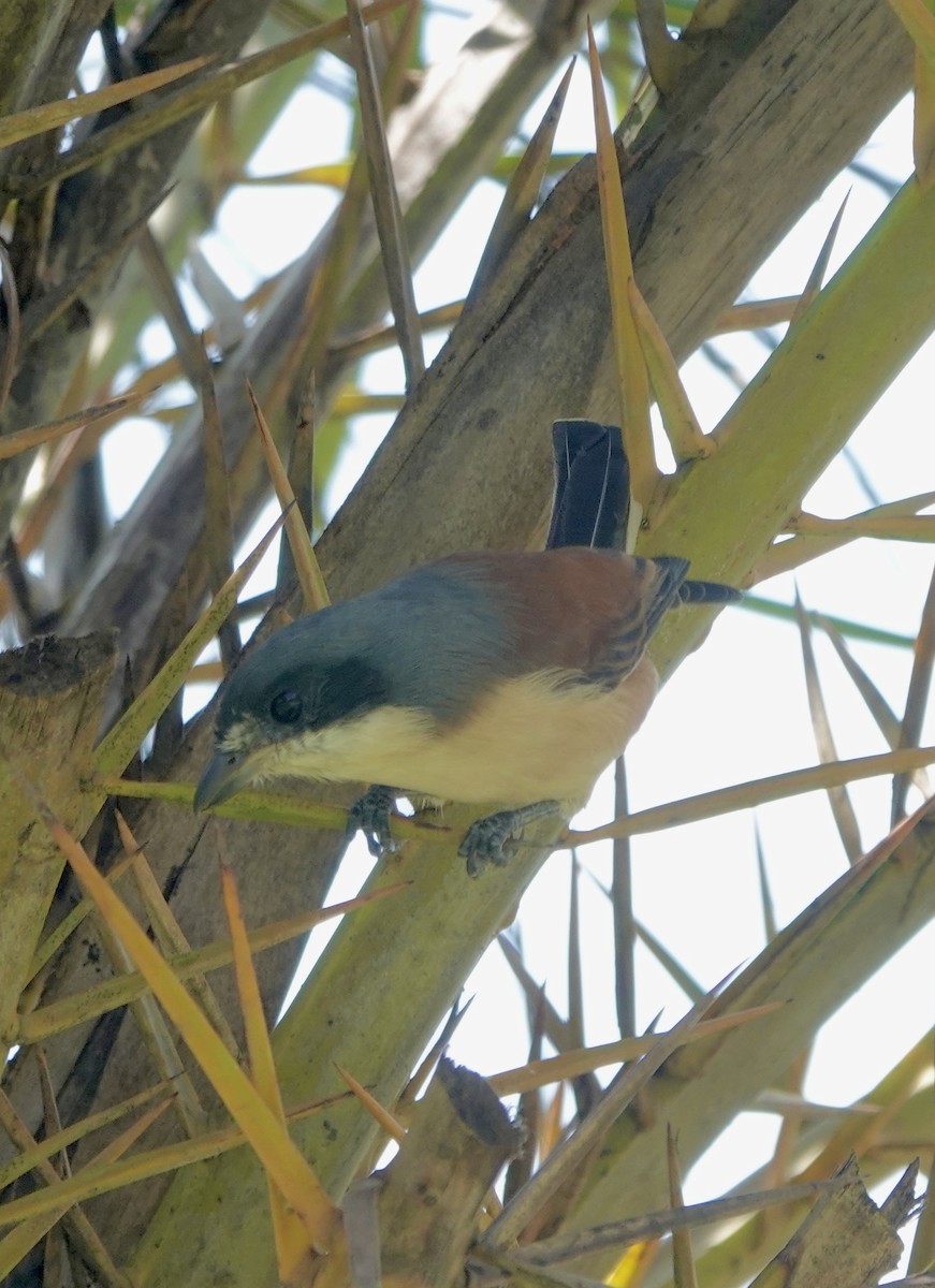 Burmese Shrike - ML644694797