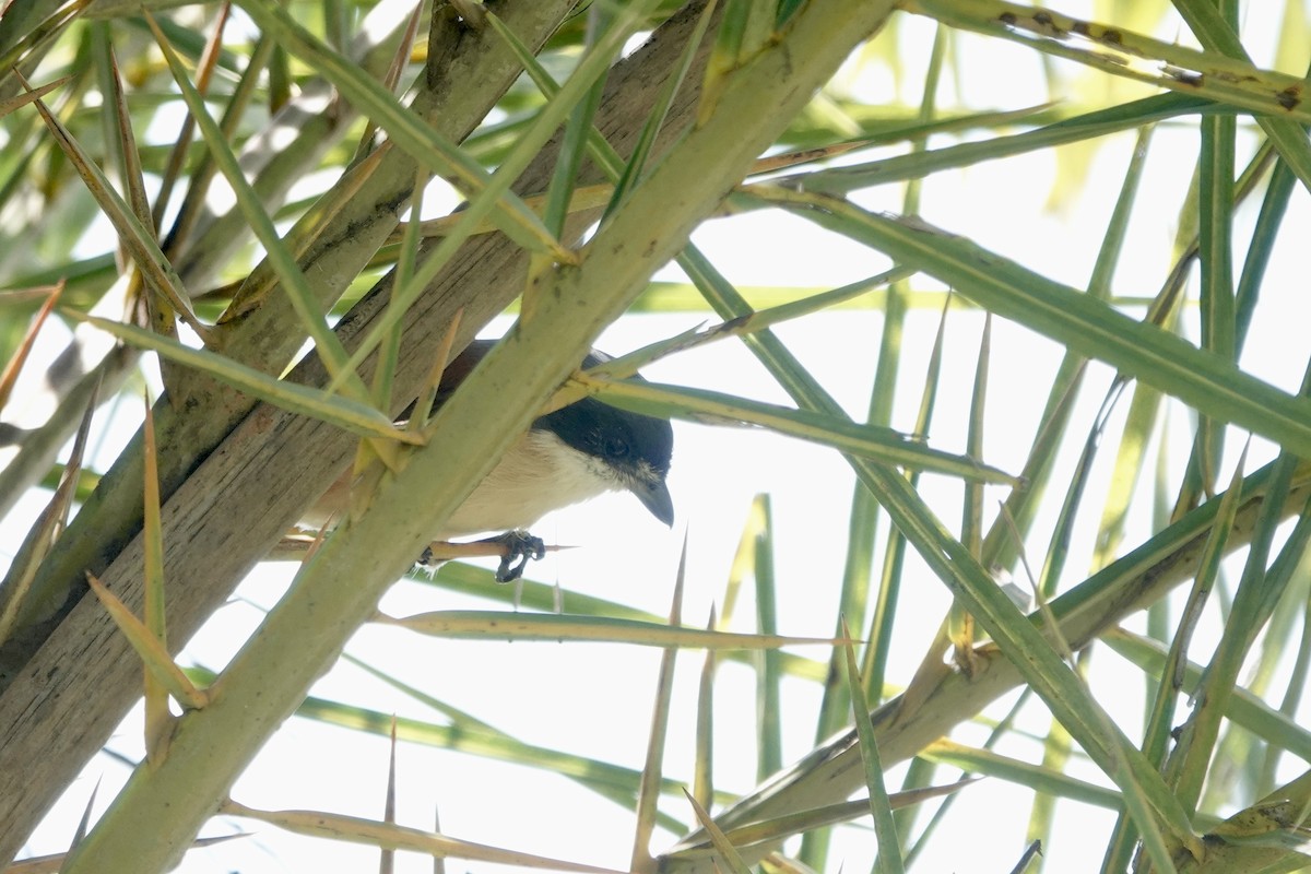 Burmese Shrike - ML644694798