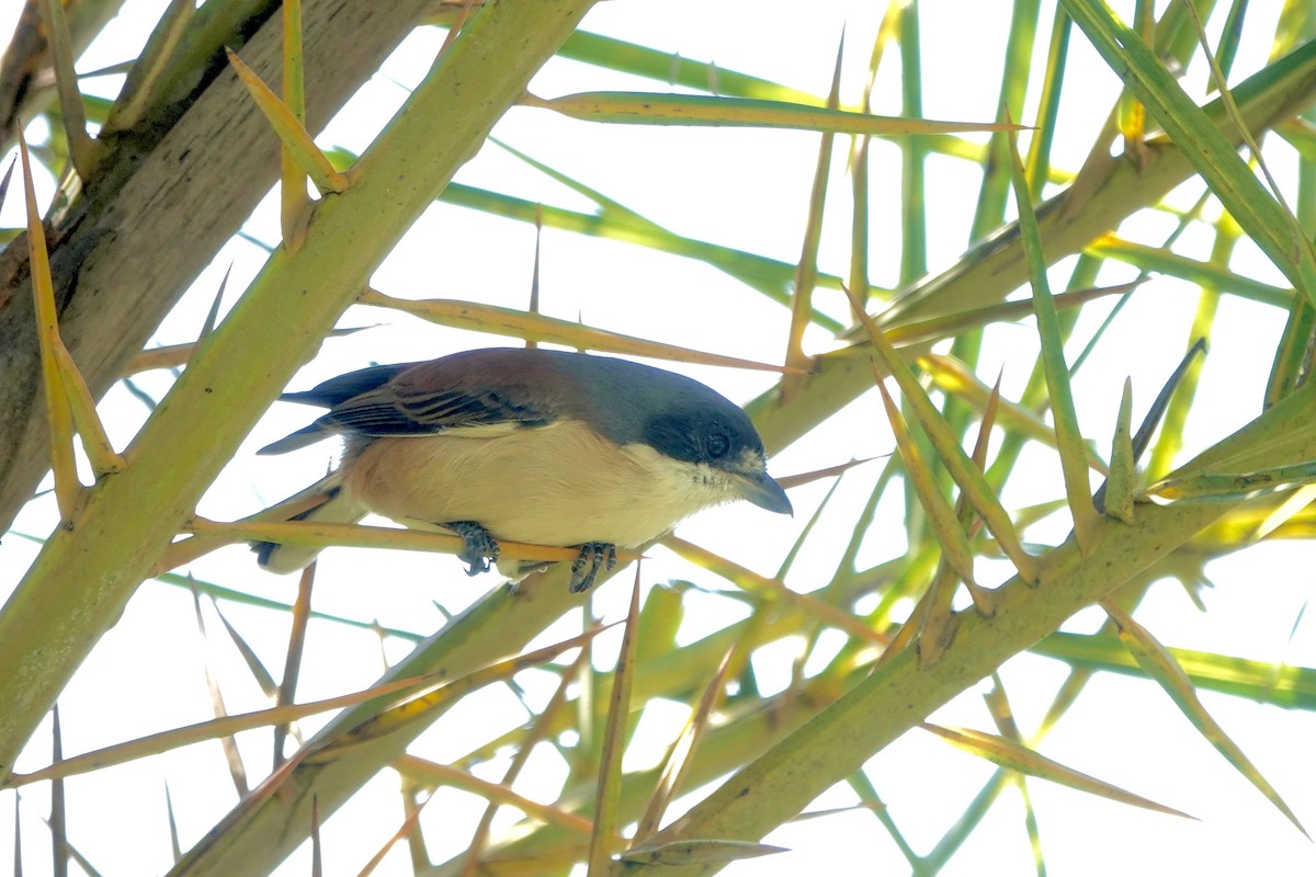 Burmese Shrike - ML644694799
