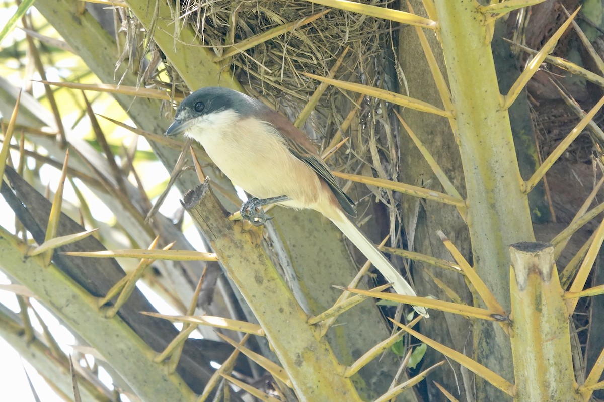 Burmese Shrike - ML644694800