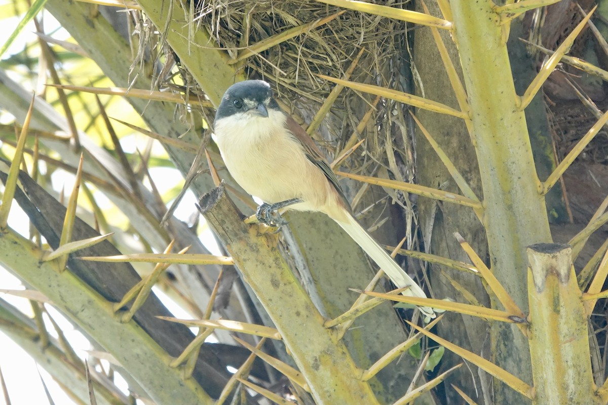 Burmese Shrike - ML644694801
