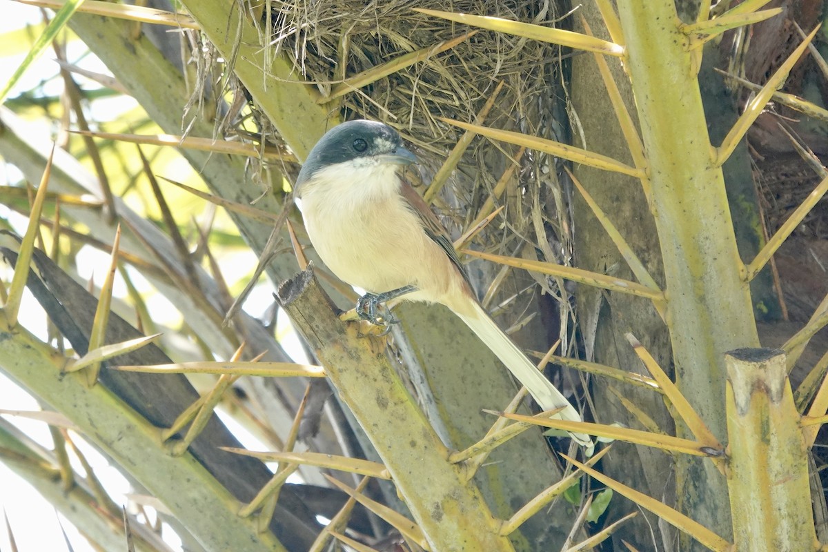 Burmese Shrike - ML644694802