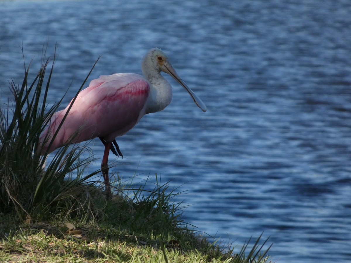 Roseate Spoonbill - ML644694807