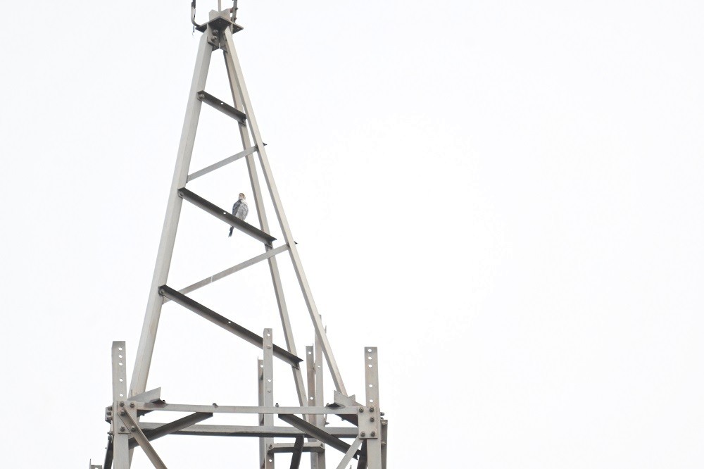 Red-necked Falcon - ML644694811