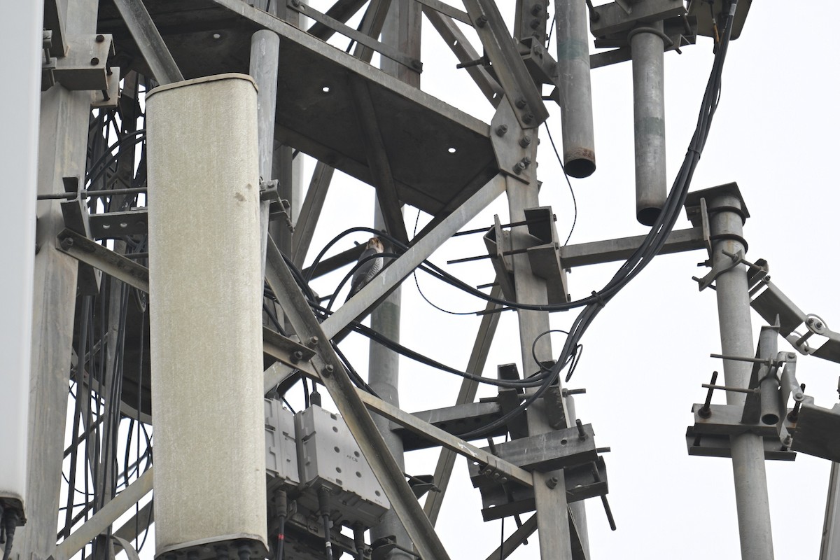 Red-necked Falcon - ML644694812