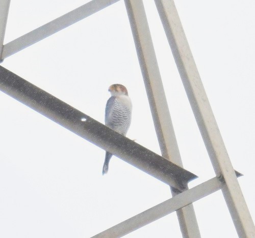 Red-necked Falcon - ML644694813