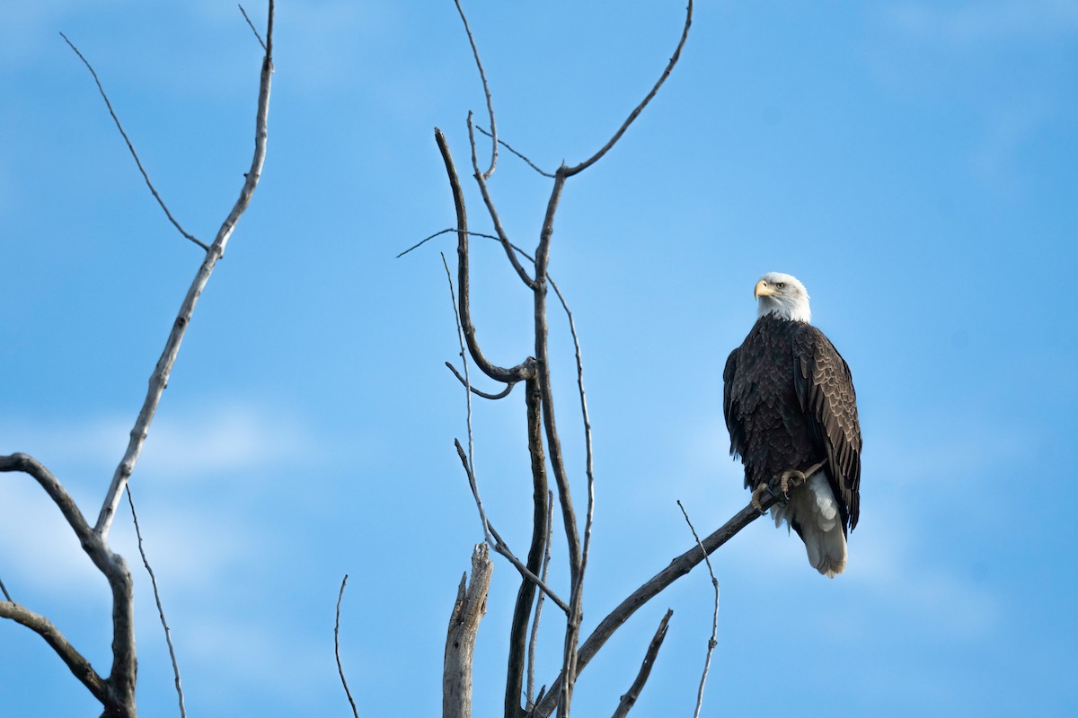 Bald Eagle - ML644694814