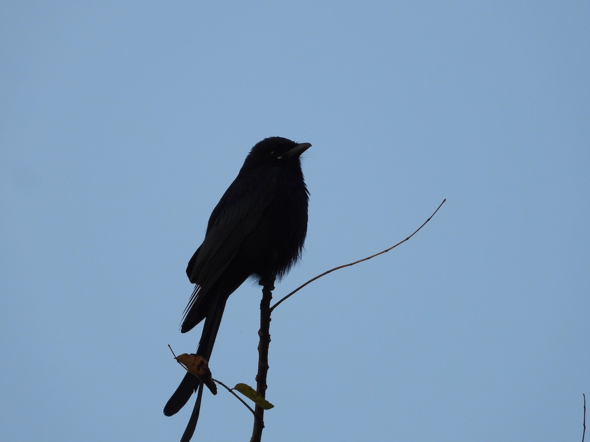 Black Drongo - ML644694815