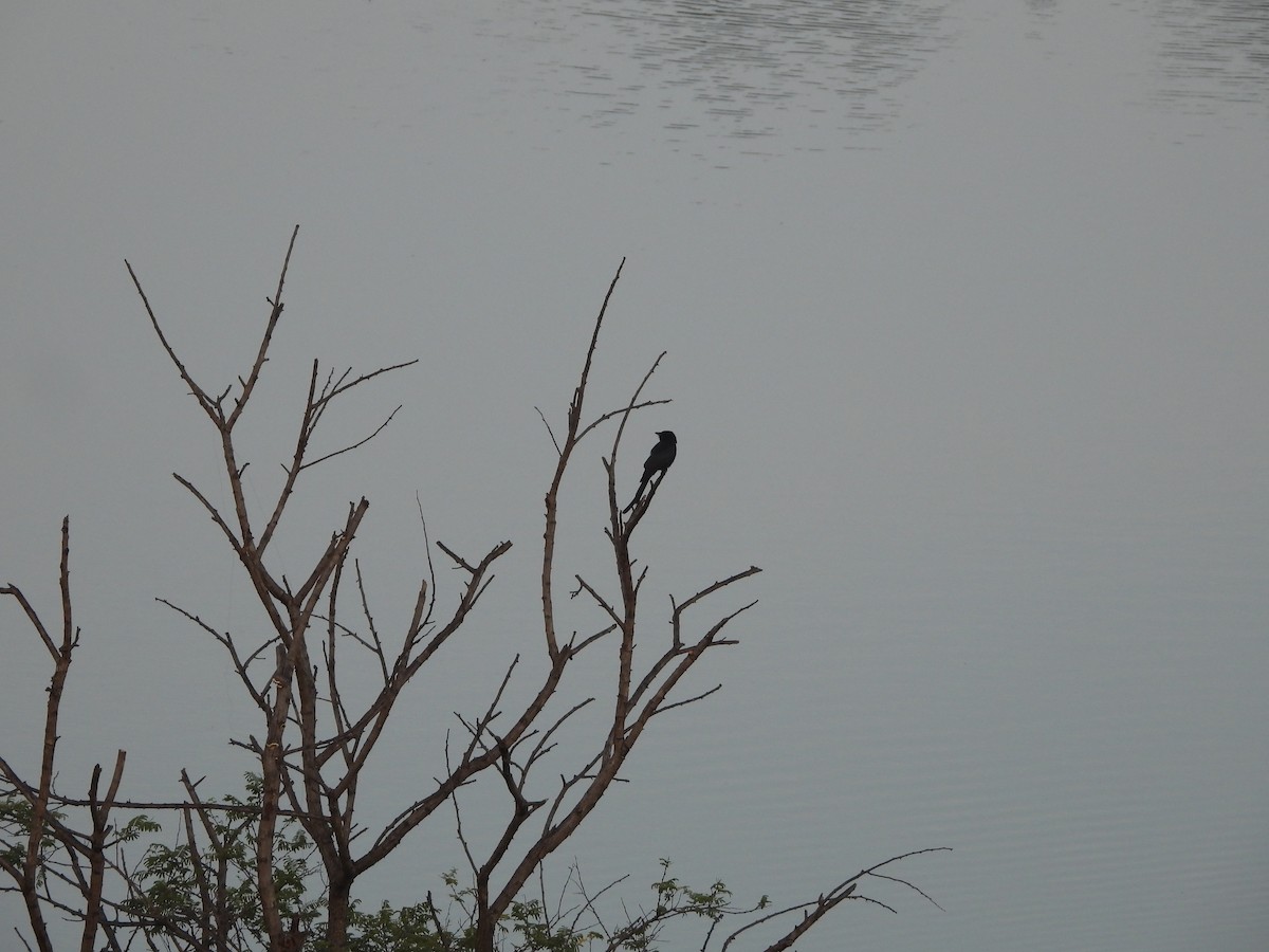 Black Drongo - ML644694816