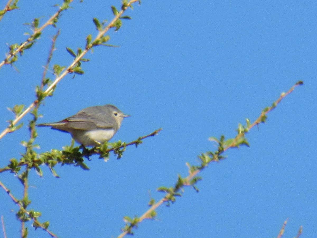 Lucy's Warbler - ML644694817