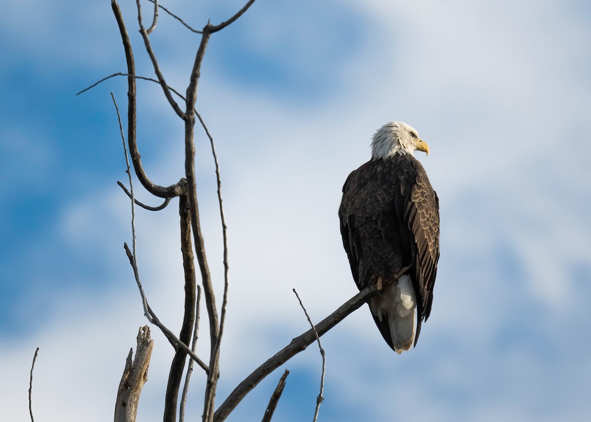 Bald Eagle - ML644694818