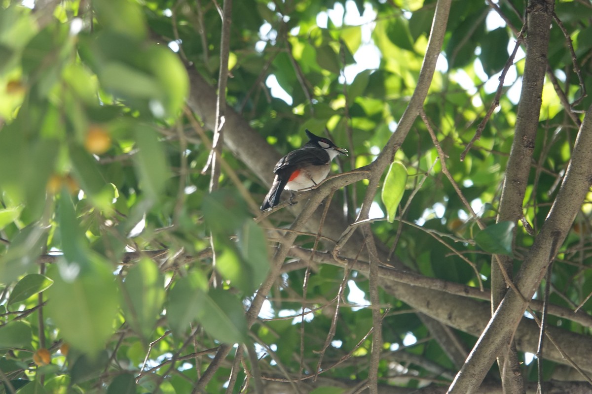 Red-whiskered Bulbul - ML644694820