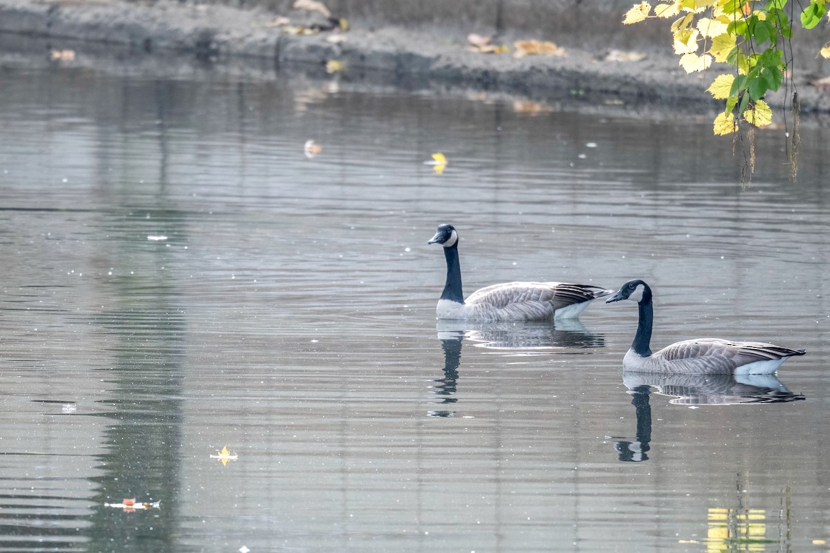 Canada Goose - ML644694821