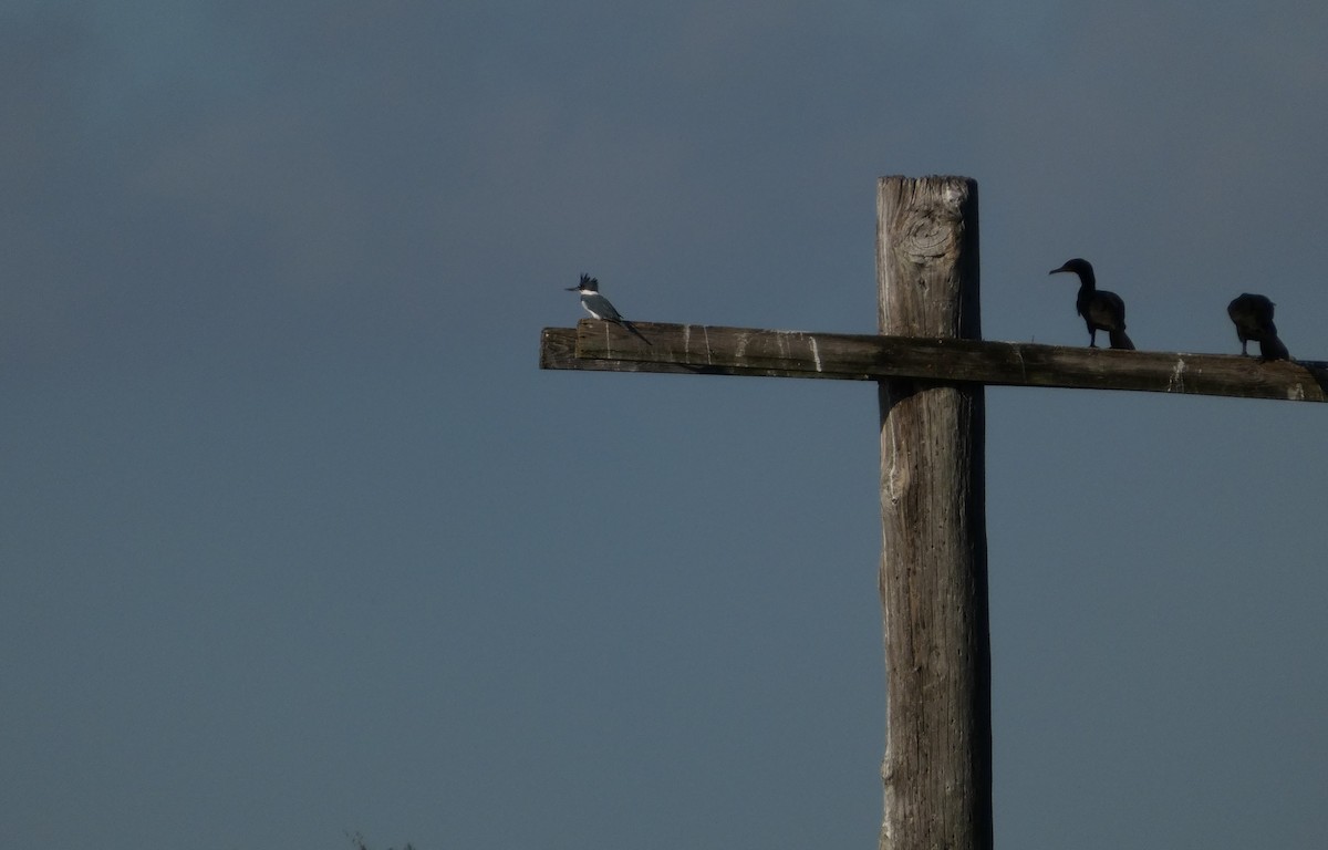 Belted Kingfisher - ML644694824