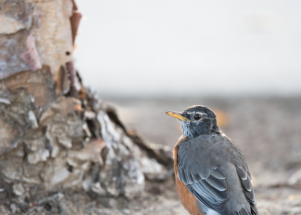American Robin - ML644694825