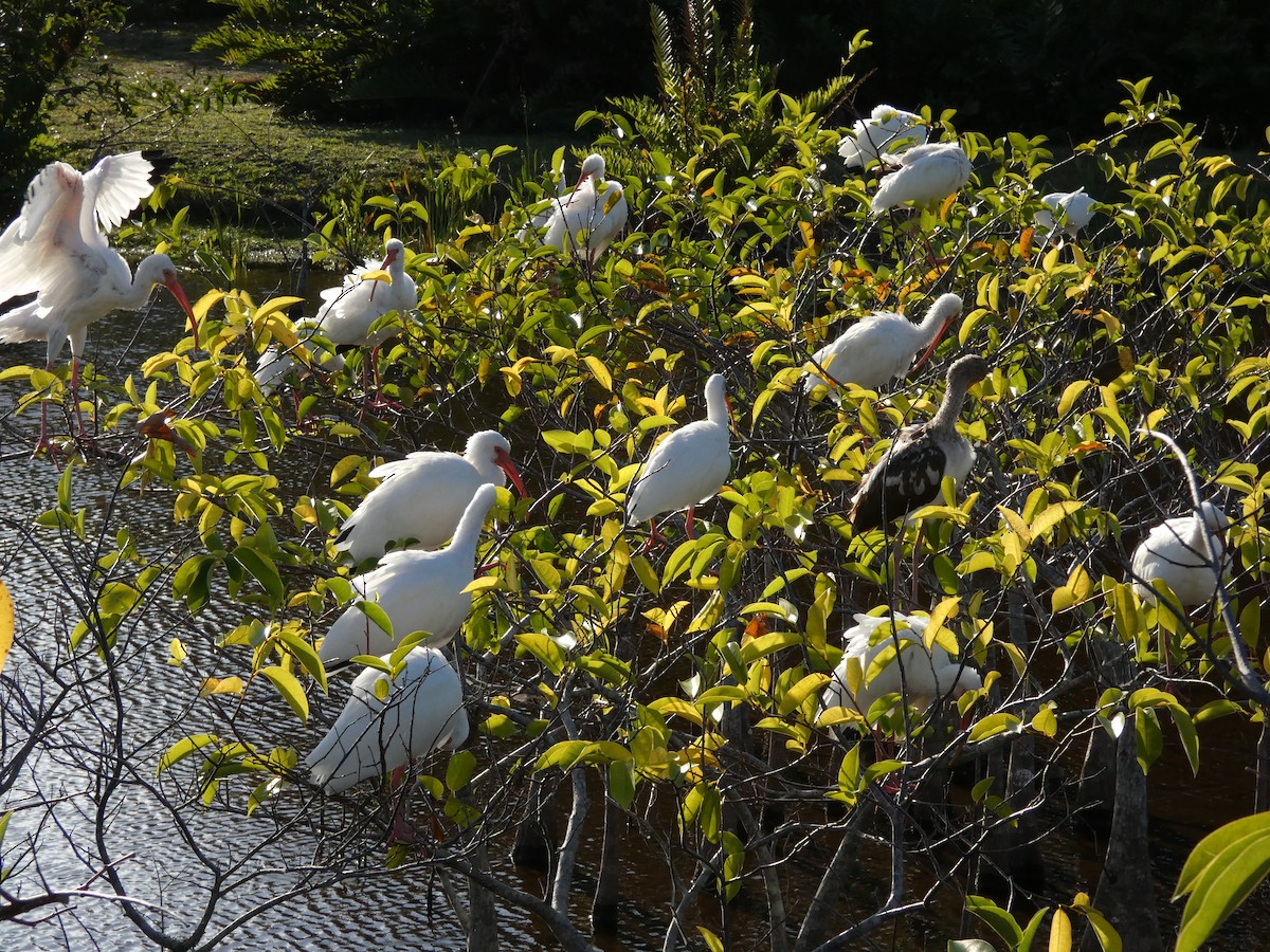 White Ibis - ML644694826