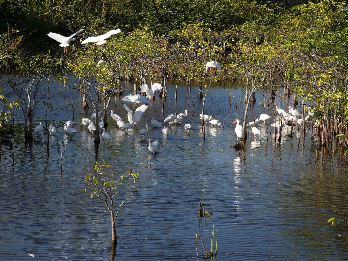 White Ibis - ML644694827