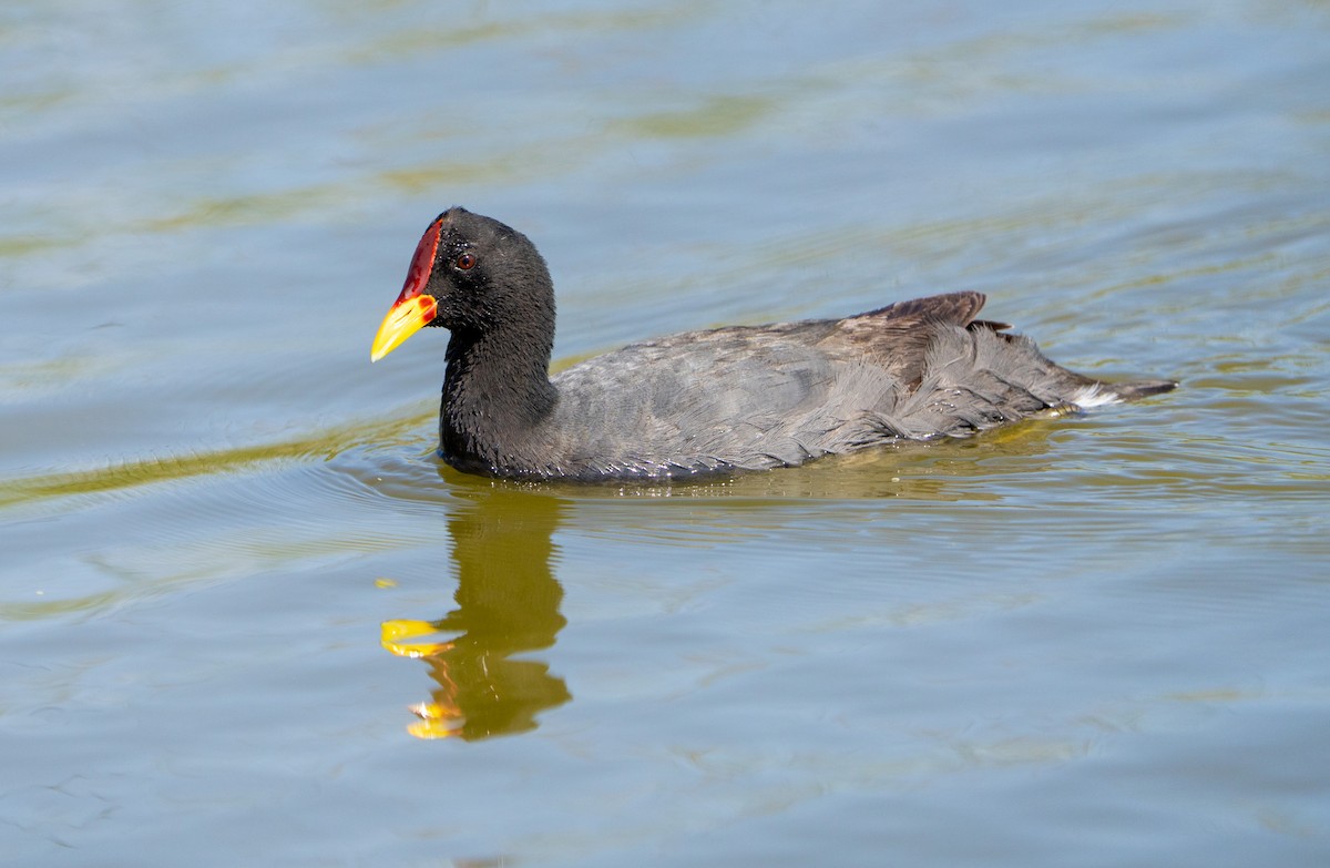 Red-fronted Coot - ML644694828