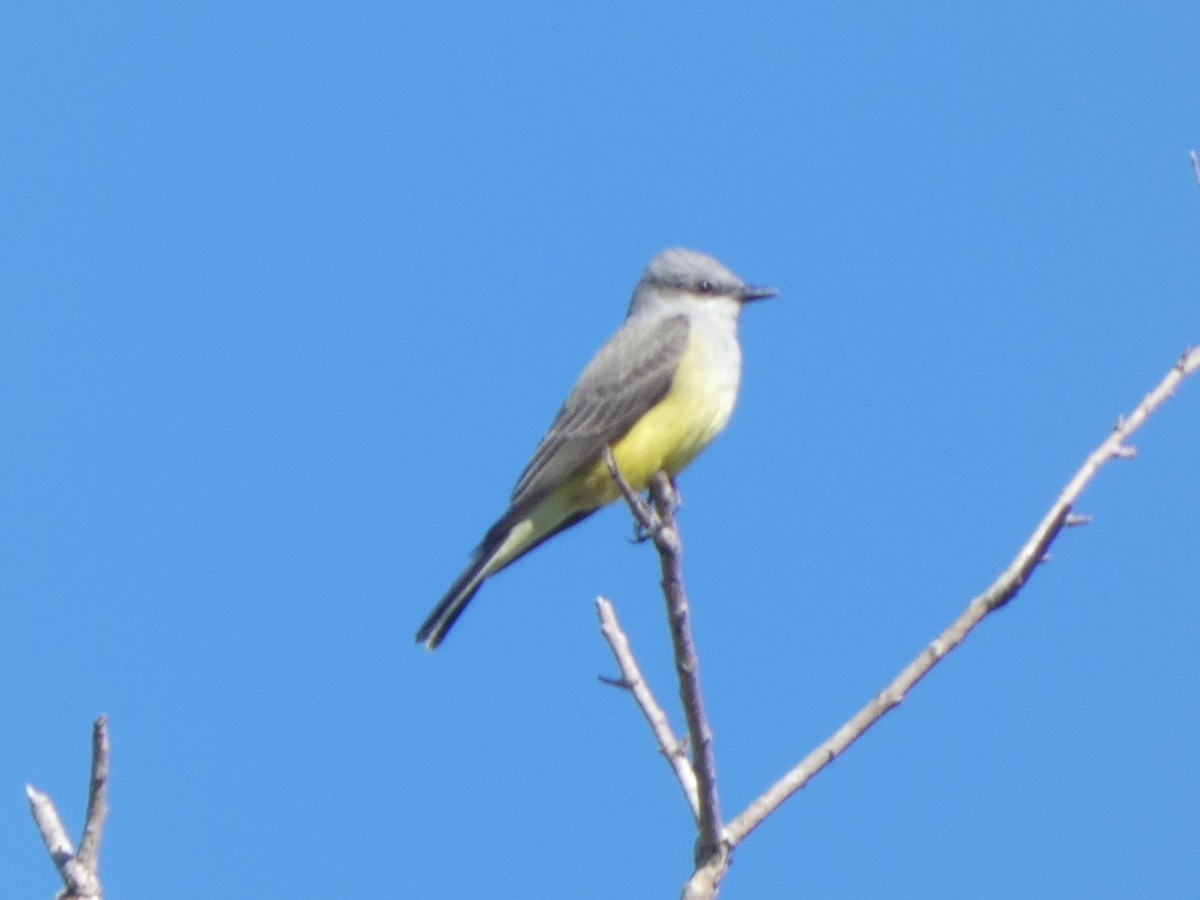 Western Kingbird - ML644694830