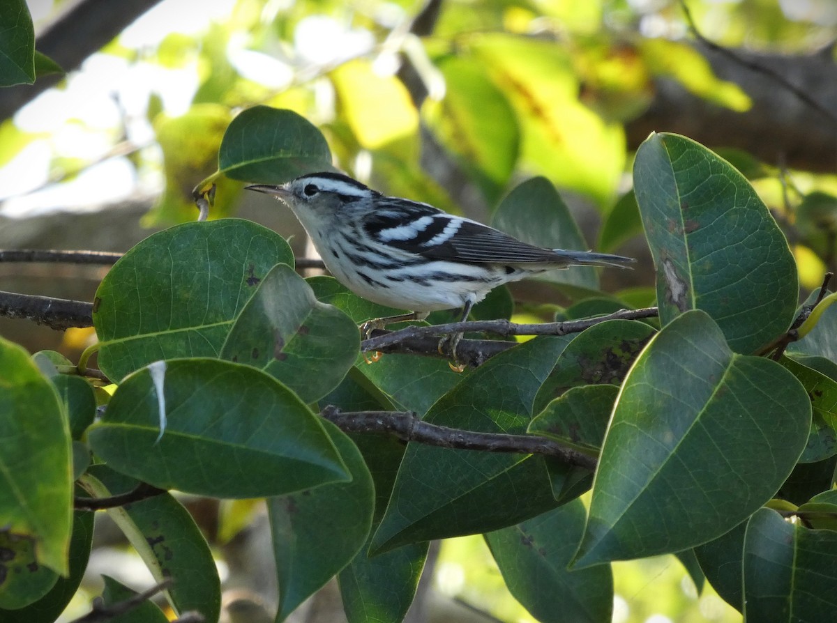Black-and-white Warbler - ML644694831