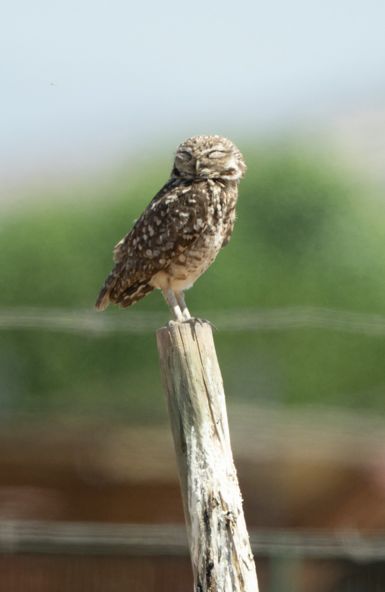 Burrowing Owl - ML644694832