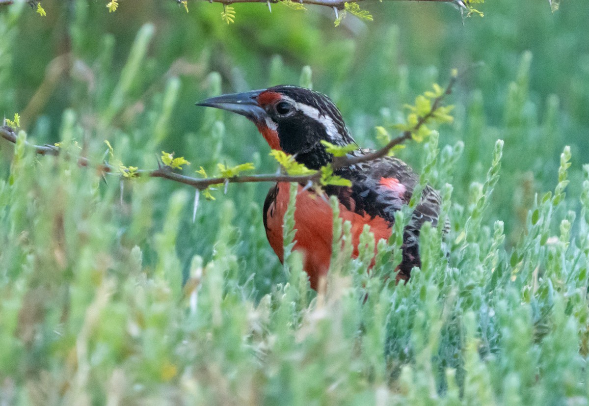 Long-tailed Meadowlark - ML644694836