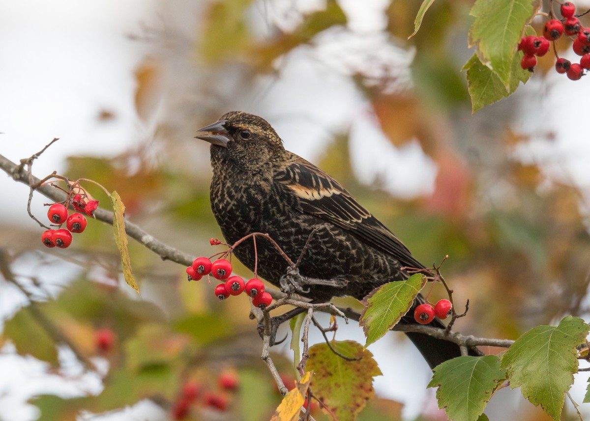 Red-winged Blackbird - ML644694837