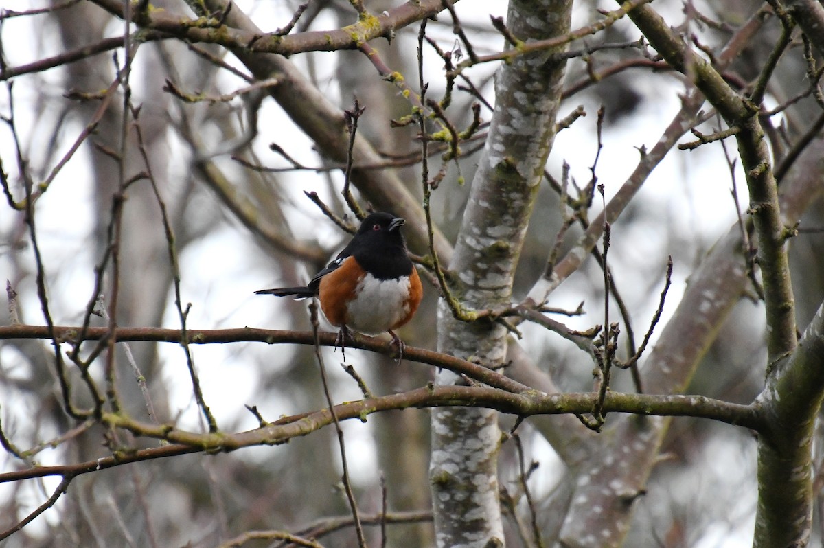 Spotted Towhee - ML644694838