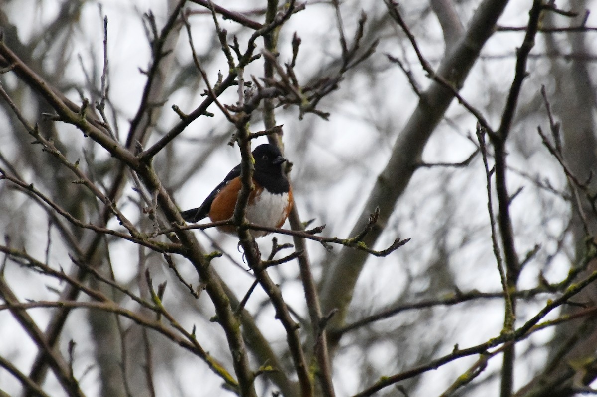 Spotted Towhee - ML644694839