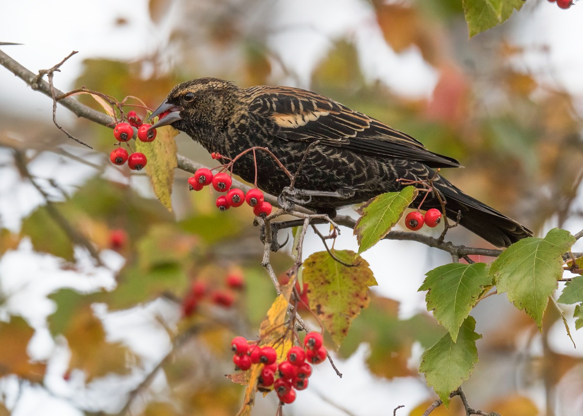 Red-winged Blackbird - ML644694840
