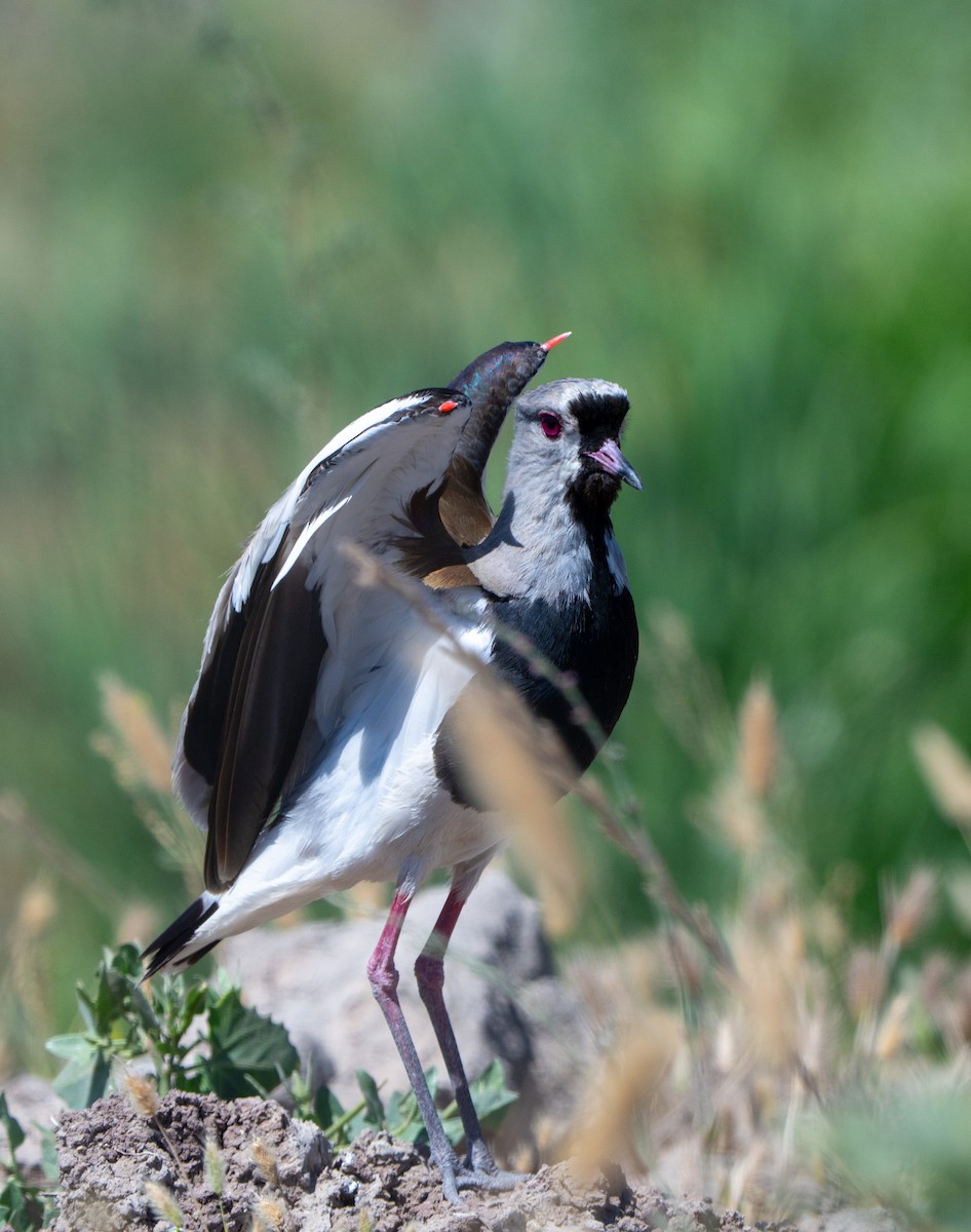 Southern Lapwing - ML644694841