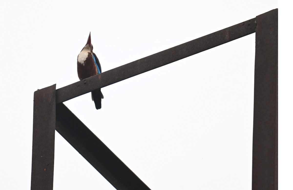 White-throated Kingfisher - ML644694843