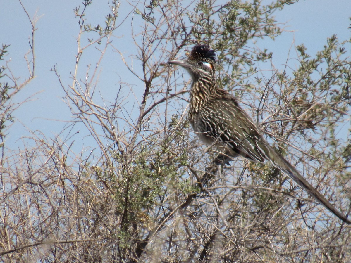 Greater Roadrunner - ML644694845