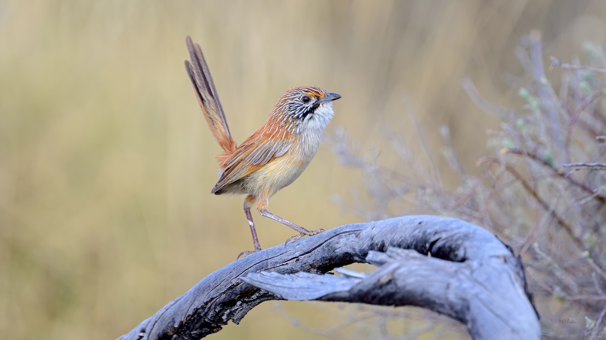 Sandhill Grasswren - ML644694850