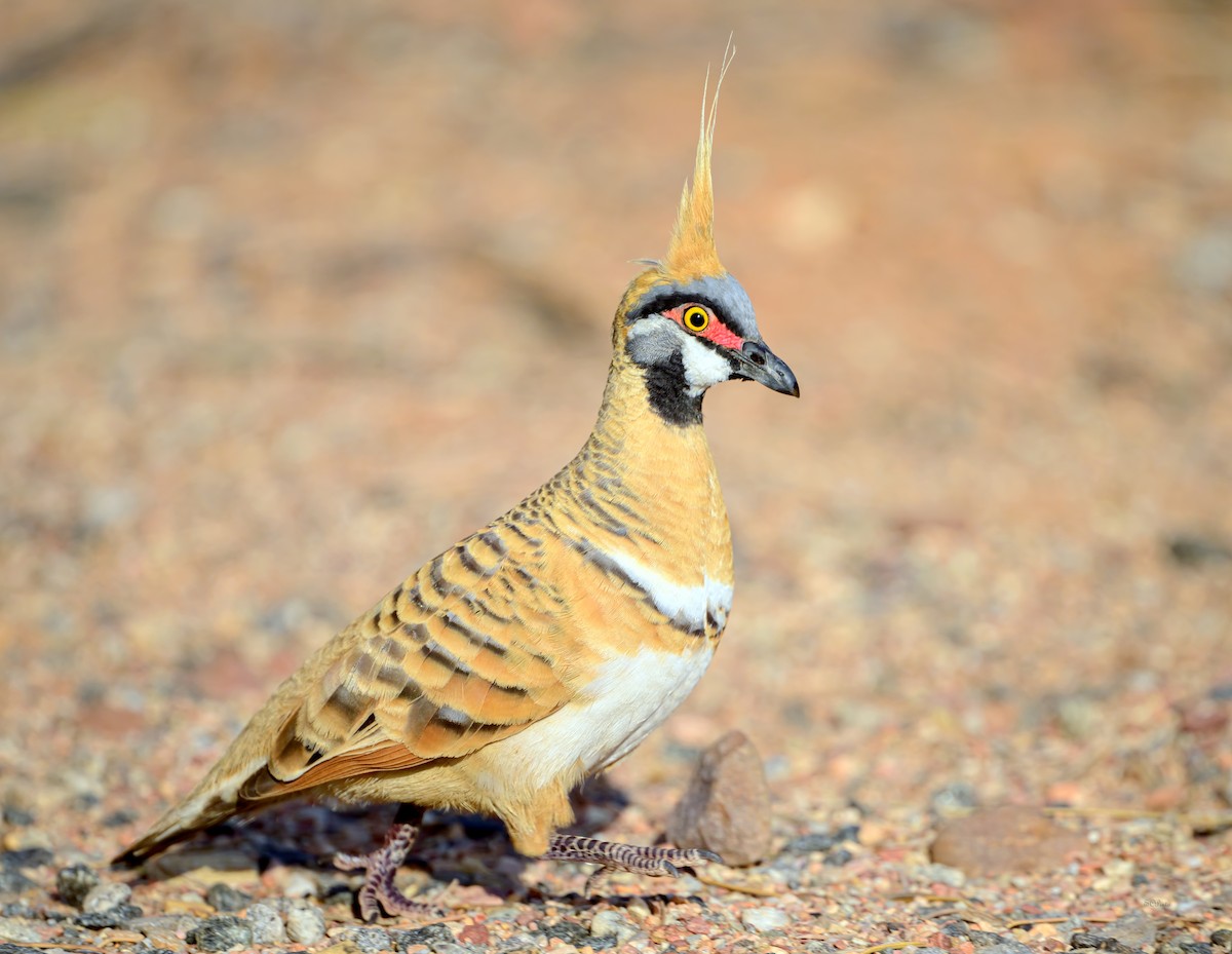 Spinifex Pigeon - ML644694862