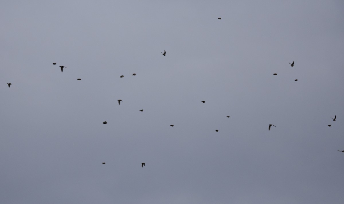 Eurasian Skylark - ML644694863