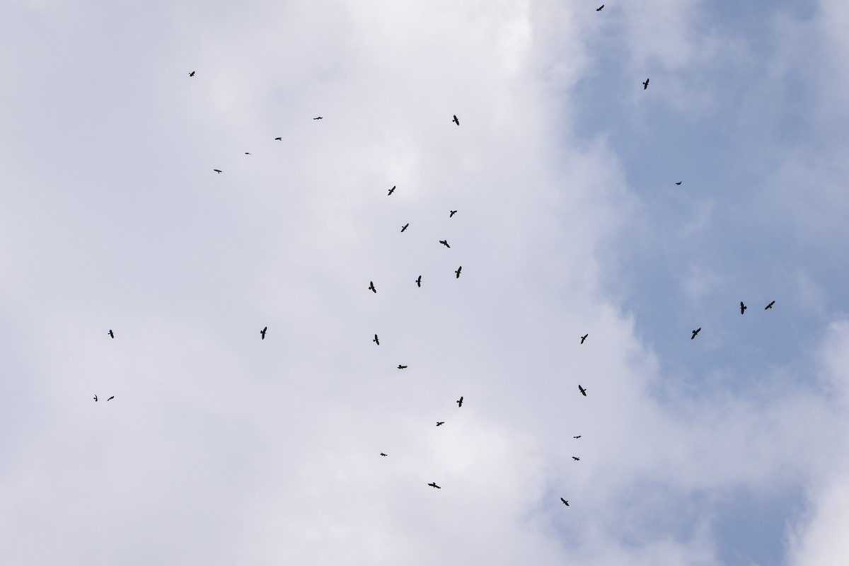 Large-billed Crow - ML644694871