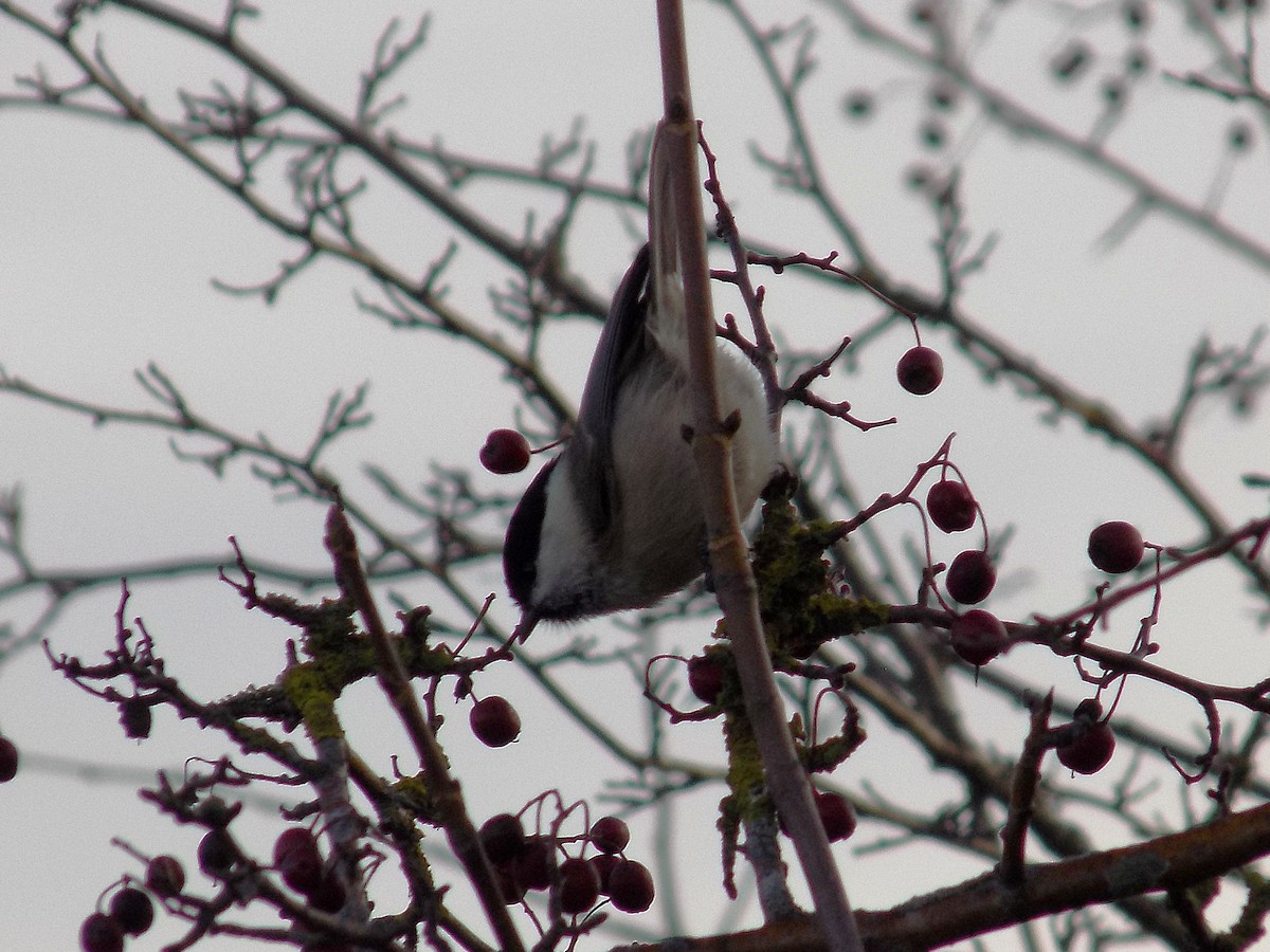 Пухляк - ML644694874