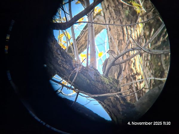 Eurasian Sparrowhawk - ML644694875