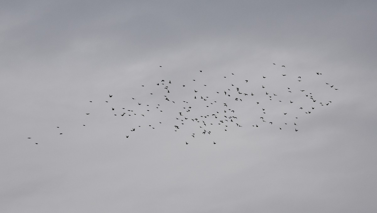 Common Wood-Pigeon - ML644694881