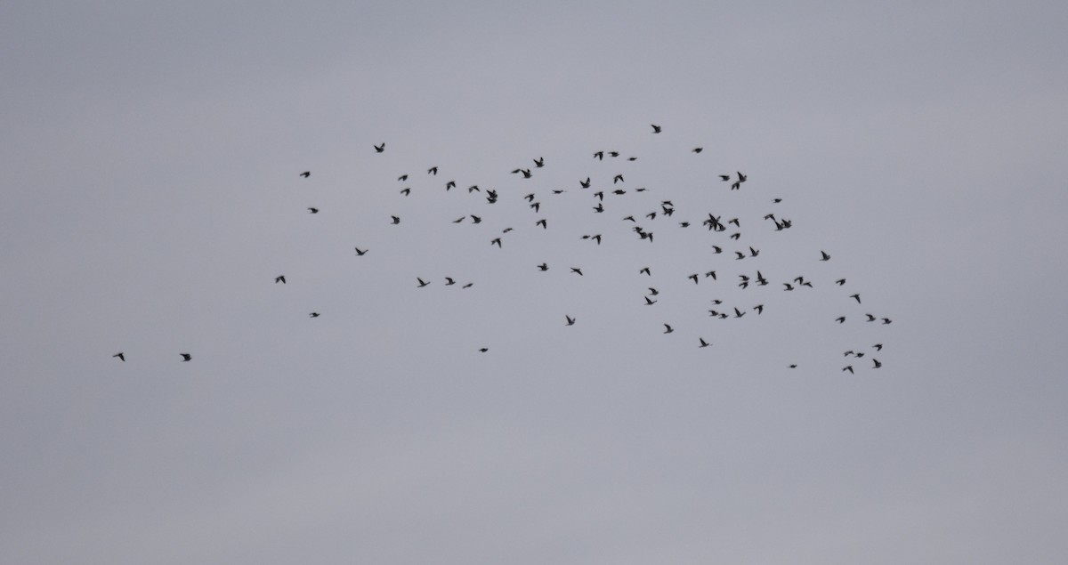 Common Wood-Pigeon - ML644694882