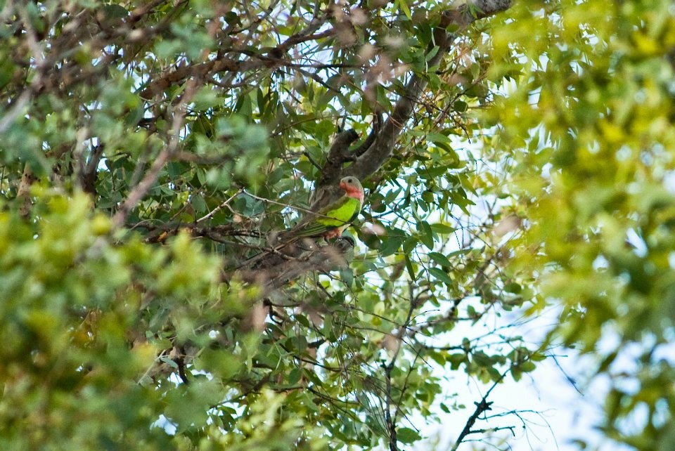 Princess Parrot - ML644694883