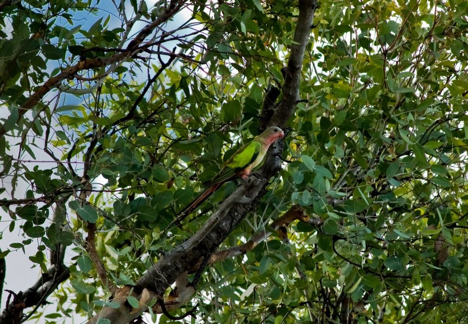 Princess Parrot - ML644694884