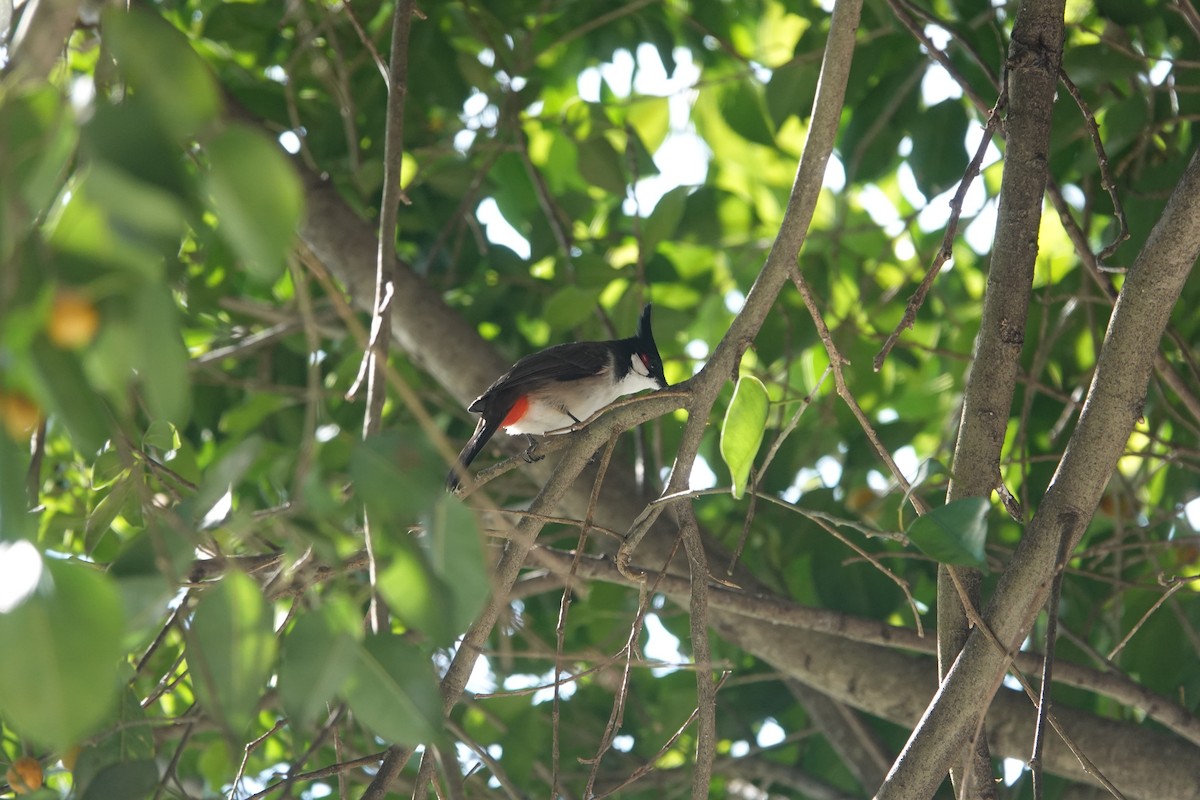 Red-whiskered Bulbul - ML644694886