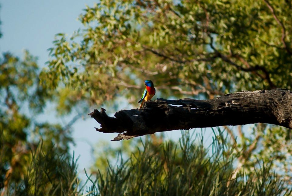 Scarlet-chested Parrot - ML644694888