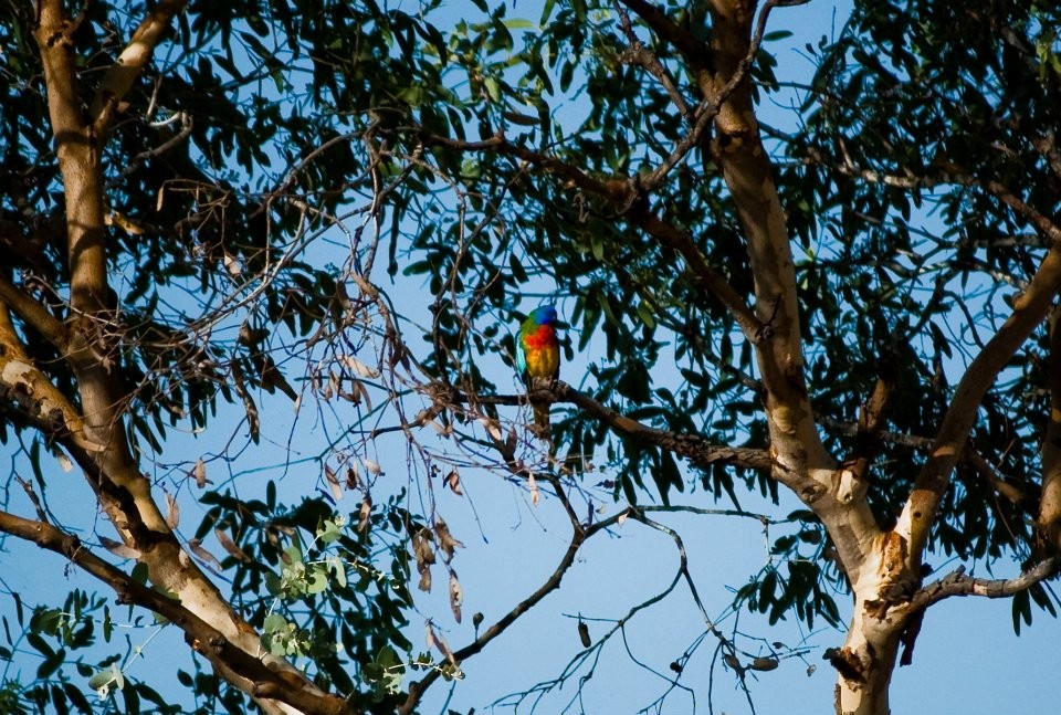 Scarlet-chested Parrot - ML644694889