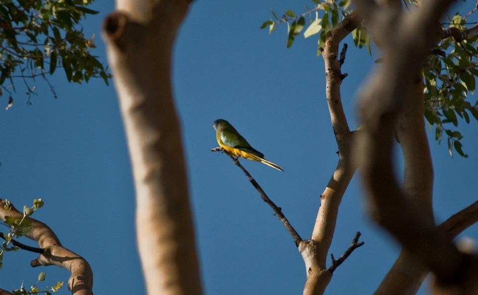 Scarlet-chested Parrot - ML644694890